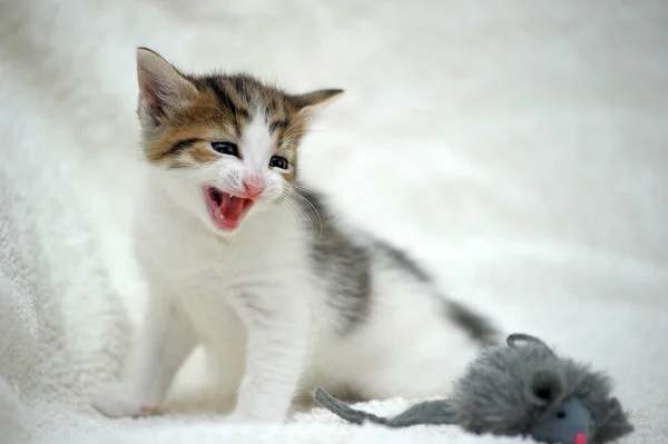 Klein Wit Met Bruine Kitten Meeuwen — Stockfoto