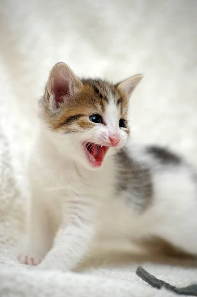 Küçük Beyaz Kahverengi Kedi Miyavlıyor — Stok fotoğraf