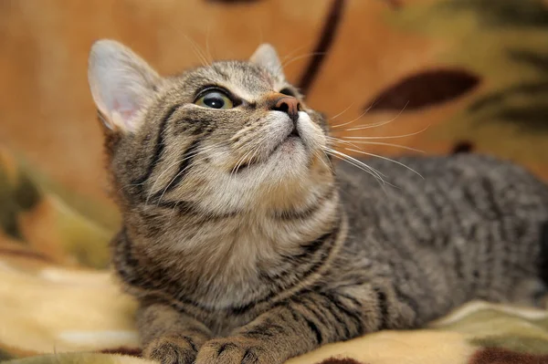 Marrón Rayas Juguetón Europeo Taquigrafía Gato — Foto de Stock