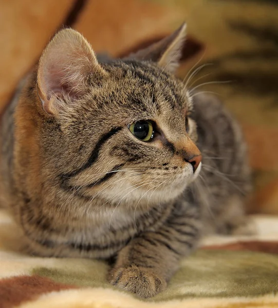 Listrado Marrom Brincalhão Europeu Shorthair Gato — Fotografia de Stock