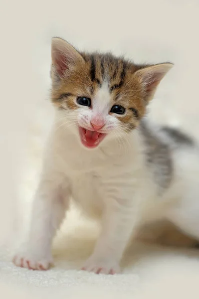 Pequeno Branco Com Meows Gatinho Marrom — Fotografia de Stock