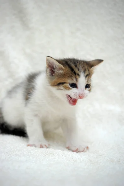 Little White Brown Kitten Meows — Stock Photo, Image