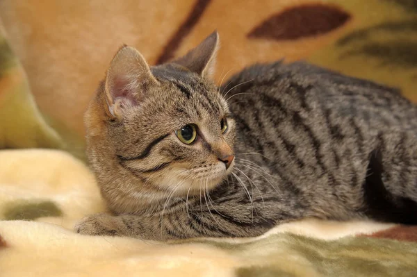 Коричневий Смугастий Грайливий Європейський Короткошерстий Кіт — стокове фото