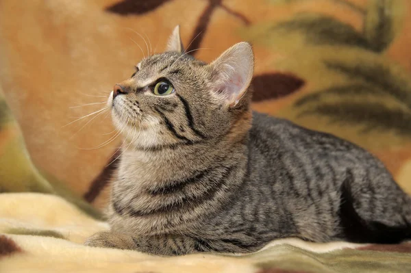 Brown Striped Playful European Shorthair Cat — Stock Photo, Image