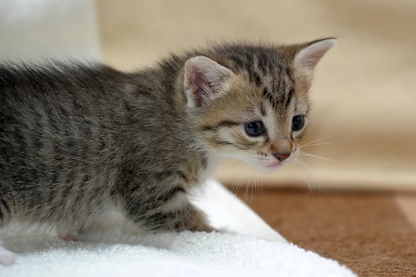 Listrado Com Patas Brancas Bonito Adorável Gatinho — Fotografia de Stock