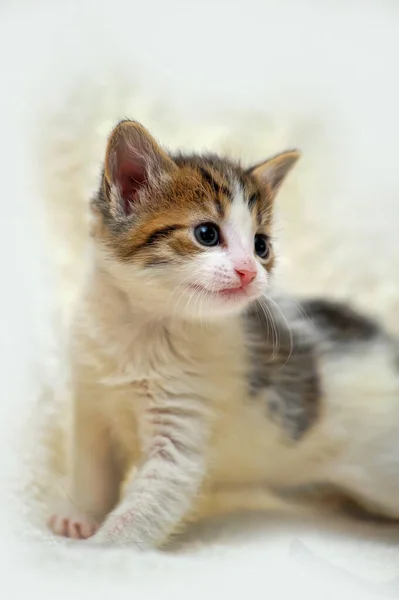小巧迷人的白色和棕色的小猫 — 图库照片
