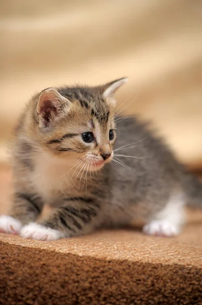 白爪子条纹可爱可爱的小猫 — 图库照片