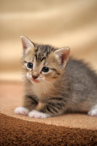 Randig Med Vita Tassar Söt Bedårande Kattunge — Stockfoto