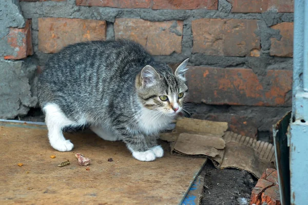 Stray Cat Street — Stock Photo, Image