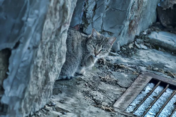 Бродячая Кошка Улице — стоковое фото