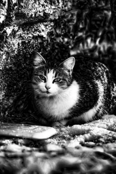 길잃은 고양이 — 스톡 사진