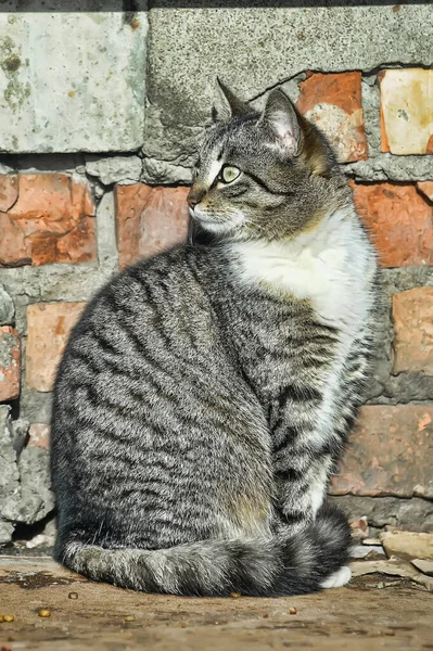 Αδέσποτη Γάτα Στο Δρόμο — Φωτογραφία Αρχείου