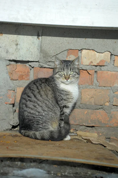 Бродячая Кошка Улице — стоковое фото