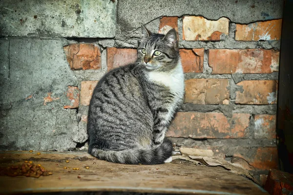 Herrelös Katt Gatan — Stockfoto