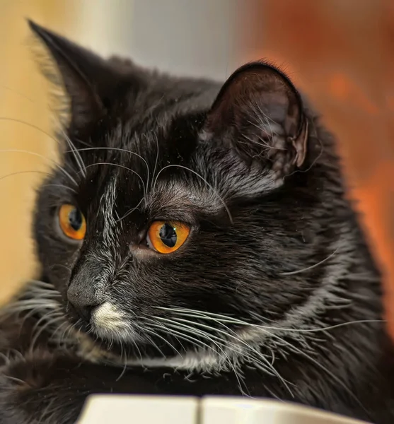 Czarny Biały Kot Pomarańczowymi Oczami — Zdjęcie stockowe