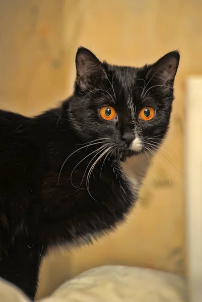 Zwart Wit Kat Met Oranje Ogen — Stockfoto