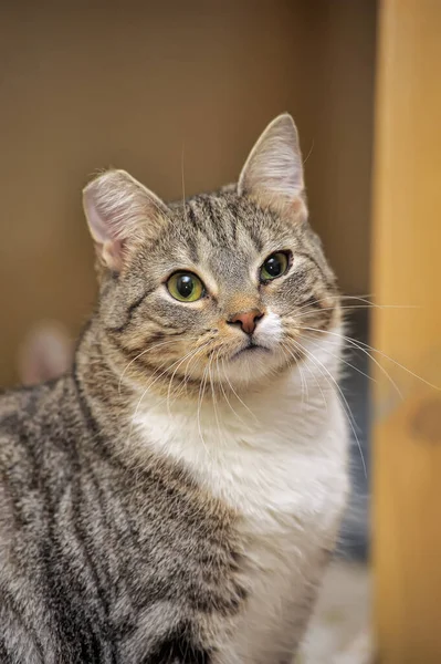 Gato Rayas Europeo Taquigrafía Con Oreja Recortada Después Esterilización Refugio —  Fotos de Stock