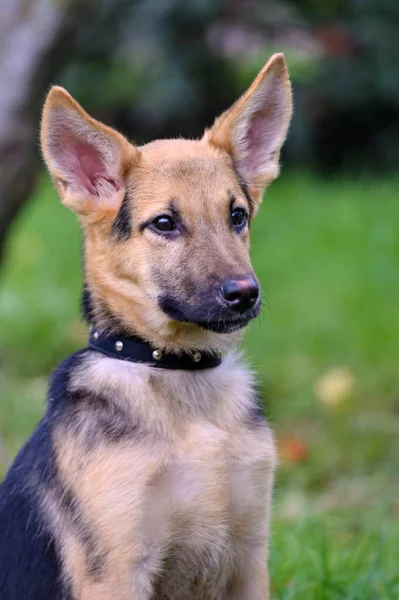 Mignon Mélange Race Chiot Portrait Extérieur — Photo