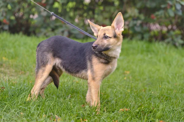 Cute Mixed Breed Puppy Portrait Outdoor — Stock Photo, Image