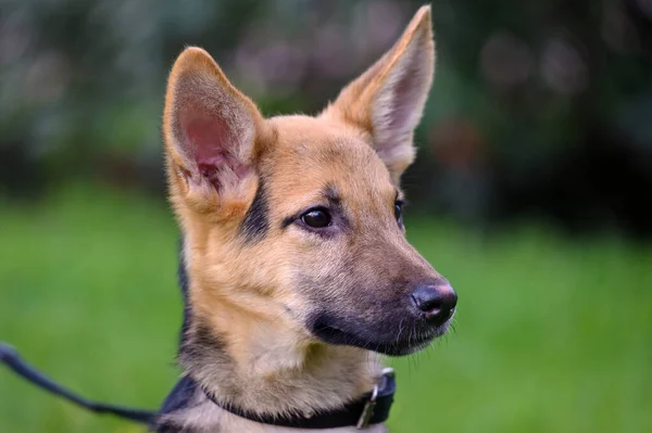 Cute Mixed Breed Puppy Portrait Outdoor — Stock Photo, Image