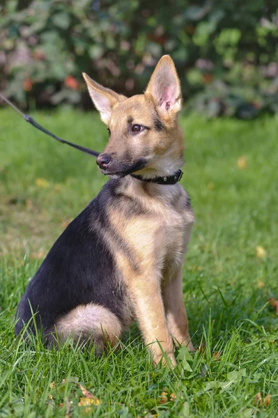 Schattig Gemengd Ras Puppy Portret Outdoor — Stockfoto