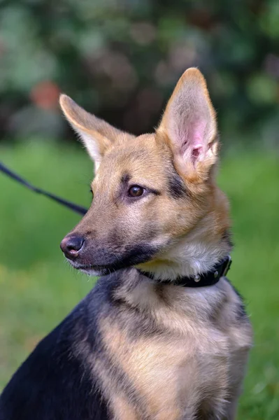 Mignon Mélange Race Chiot Portrait Extérieur — Photo