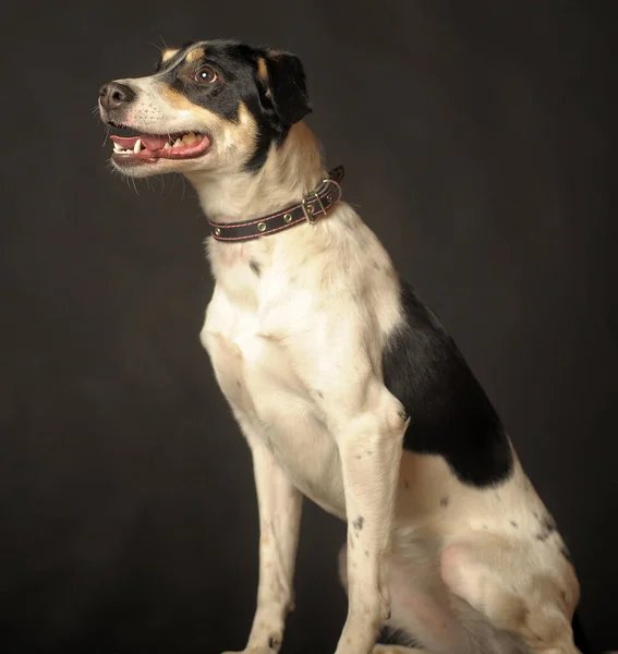 Niedliche Mischlingswelpen Portrait Weiß Mit Einem Rot Schwarzen Hund Auf — Stockfoto
