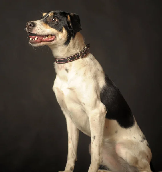 Söt Blandras Valp Porträtt Vit Med Röd Och Svart Hund — Stockfoto