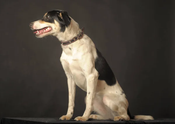 귀여운 강아지 초상화 바탕에 어두운 배경에 스튜디오 — 스톡 사진