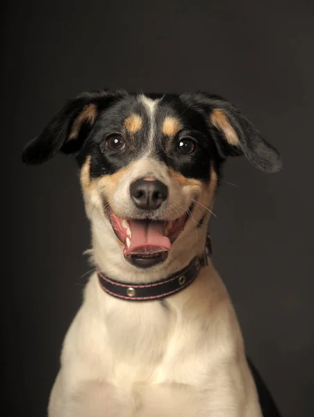 可爱的混合品种的小狗肖像画 白色与红色和黑色的狗在黑暗的背景在工作室 — 图库照片