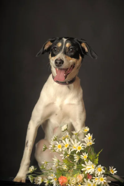 可爱的混血小狗肖像画 红色和黑色的狗在黑暗的背景下 在演播室里开着花 — 图库照片