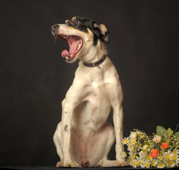 可爱的混血小狗肖像画 红色和黑色的狗在黑暗的背景下 在演播室里开着花 — 图库照片