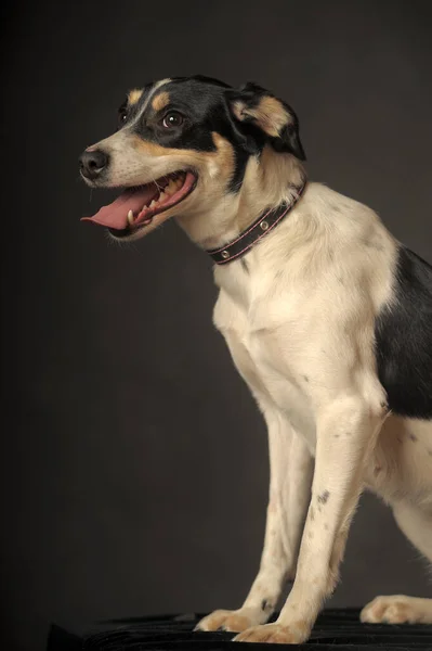 可爱的混合品种的小狗肖像画 白色与红色和黑色的狗在黑暗的背景在工作室 — 图库照片