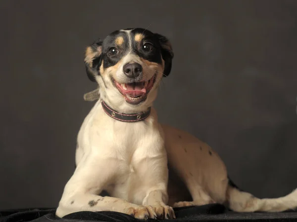 Cute Mieszane Rasy Szczeniak Portret Biały Czerwonym Czarnym Psem Ciemnym — Zdjęcie stockowe