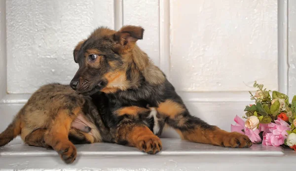 Schattig Gemengd Ras Puppy Portret — Stockfoto