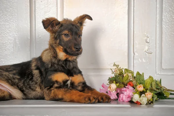 Schattig Gemengd Ras Puppy Portret — Stockfoto