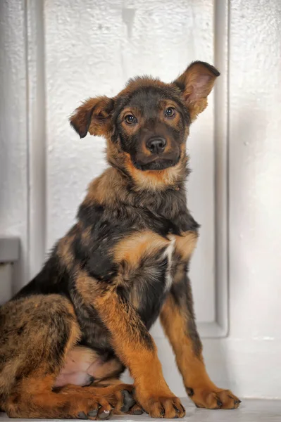 Schattig Gemengd Ras Puppy Portret — Stockfoto