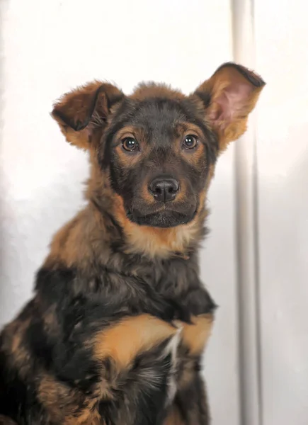 Bonito Misto Raça Cachorrinho Retrato — Fotografia de Stock