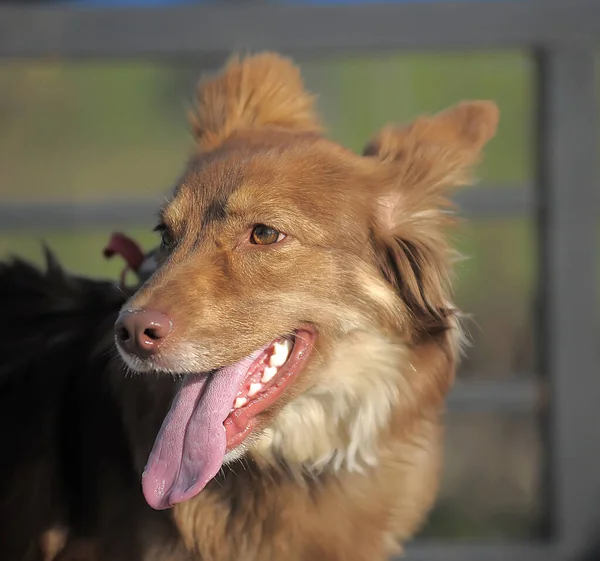 Весёлый Портрет Красной Собаки Дворняжки — стоковое фото