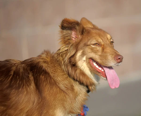 Весёлый Портрет Красной Собаки Дворняжки — стоковое фото
