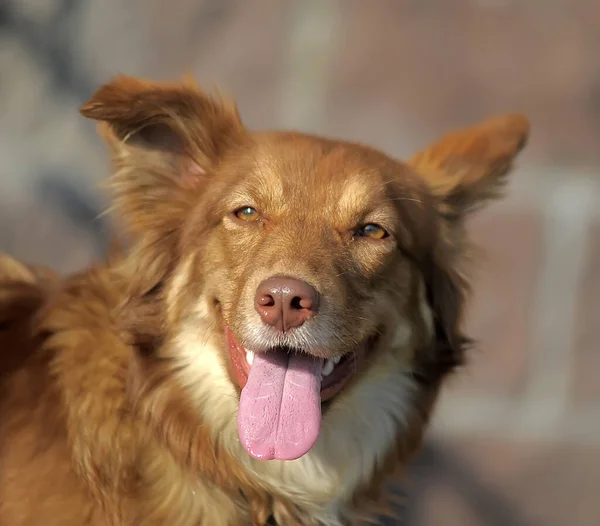 Lustig Glücklich Roter Hundemischling Porträt — Stockfoto