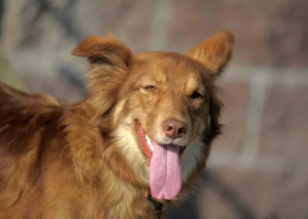 Grappig Blij Rood Hond Bastaard Portret — Stockfoto