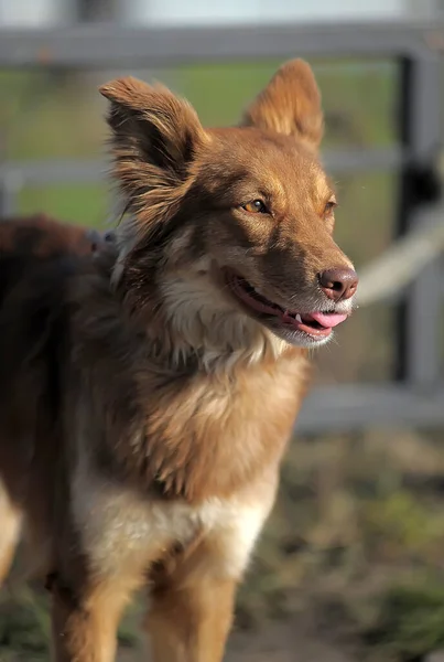 Lustig Glücklich Roter Hundemischling Porträt — Stockfoto