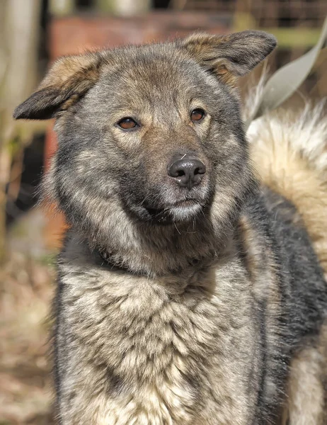 Grand Chien Gris Croisé Berger Caucasien Laisse — Photo