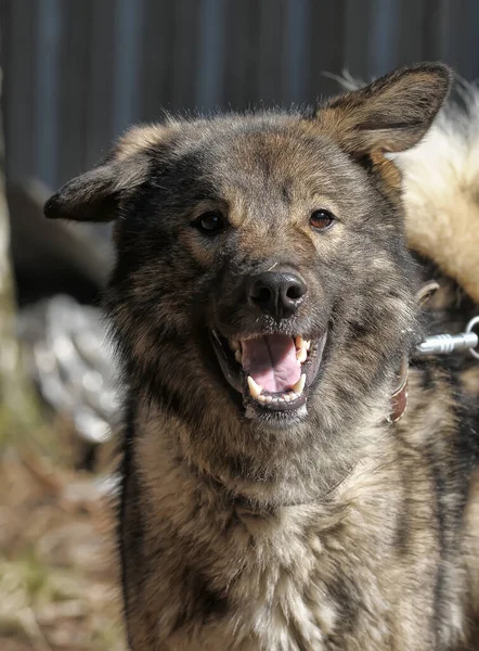 大きな灰色の犬が紐の上に白人羊飼いを交配し — ストック写真