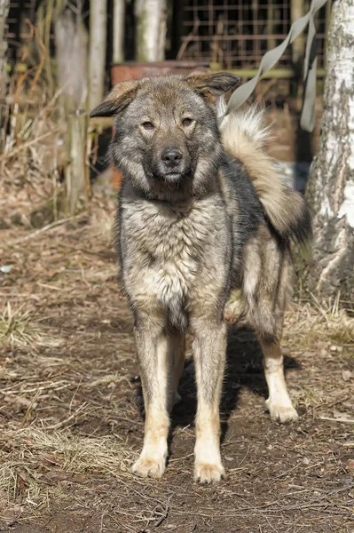 Μεγάλο Γκρι Σκυλί Διασταύρωση Καυκάσιος Βοσκός Λουρί — Φωτογραφία Αρχείου