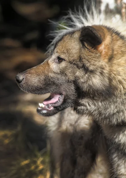 Großer Grauer Hund Kreuzt Kaukasischen Schäferhund Der Leine — Stockfoto