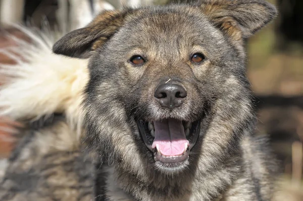 Великий Сірий Собака Схрещує Кавказького Пастуха Попелі — стокове фото