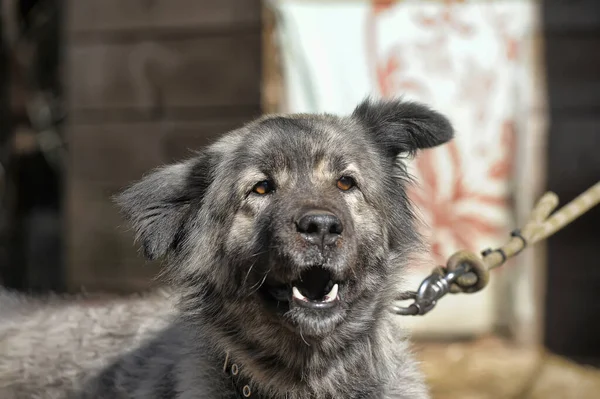 Großer Grauer Hund Kreuzt Kaukasischen Schäferhund Der Leine — Stockfoto