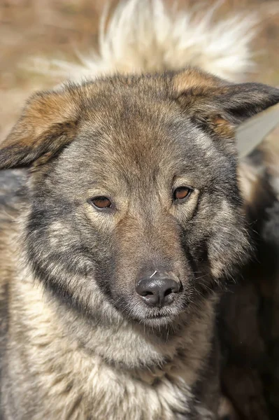 Büyük Gri Köpek Tasmalı Kafkas Çobanı — Stok fotoğraf